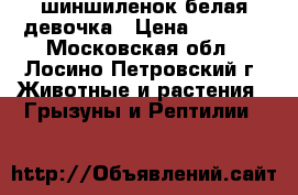 шиншиленок белая девочка › Цена ­ 1 500 - Московская обл., Лосино-Петровский г. Животные и растения » Грызуны и Рептилии   